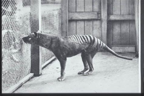 Rare Sighting of Tasmanian Tiger Sparks Renewed Interest - Animals ...