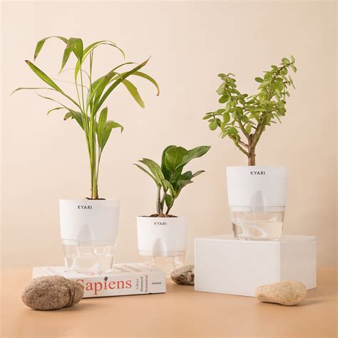 Set of 3 - ZZ - Zamia Green & Lucky Jade & Areca Palm Plant – shop.kyari