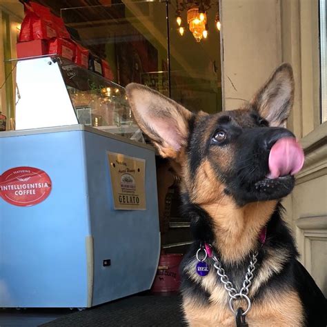 Big Dog Coffee Pet Policy