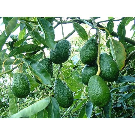 M-Tech Gardens Rare Dwarf Grafted Bacon Avocado Plant Persea americana ...