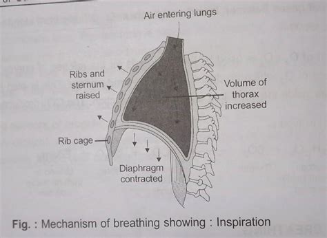 Breathing involves how many stages? - Brainly.in