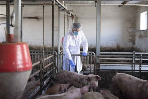 Smithfield Foods' Tar Heel Facility: A Model of Innovation and ...