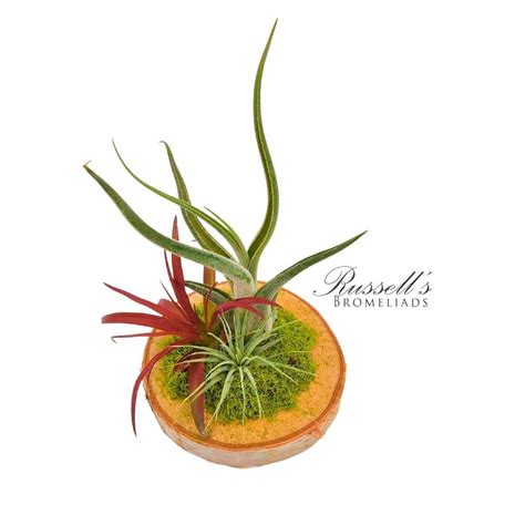 Air Plants Arrangements 的图像结果