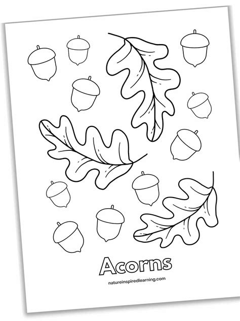 Acorns Coloring Pages