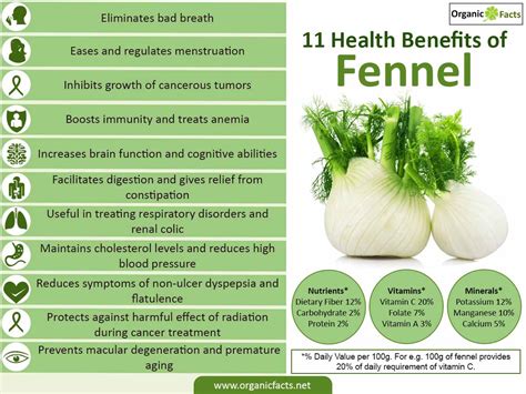 fennel