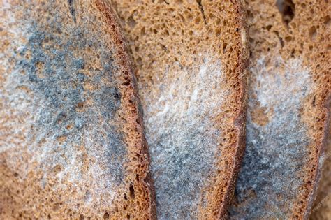 Black Bread Mold