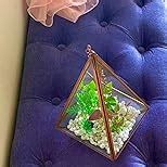 TrustBasket Triangular Tower Terrarium for Small Indoor Plants : Amazon ...