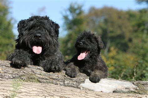 Le Bouvier des Flandres | Balmelok