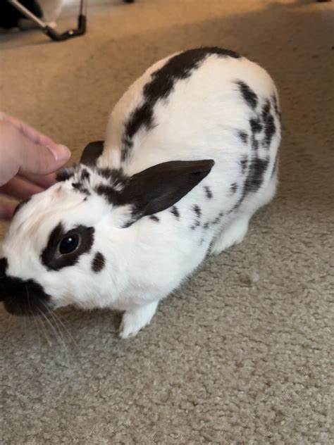 English Spot Rabbit Personality 20 English Spot Rabbit ,,,,,love These
