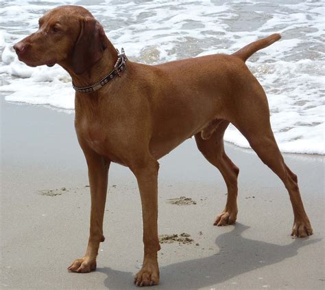 The Vizsla: A Versatile and Vibrant Companion - All Big Dog Breeds