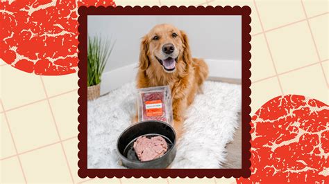 Choosing the Best Raw Dog Food: Expert Tips | We Feed Raw