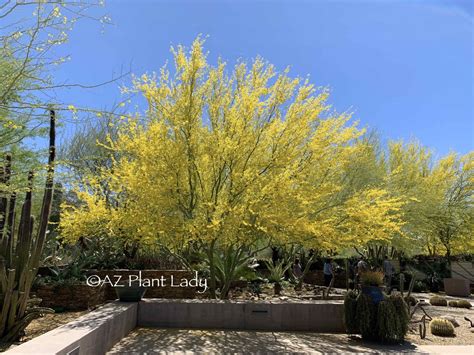 Desert Museum Palo Verde Tree