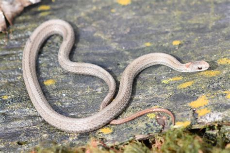 Red-bellied Snake (Storeria occipitomaculata) - Amphibians and Reptiles ...