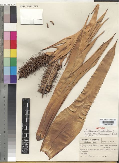 Aechmea ornata (Gaudich.) Baker | Plants of the World Online | Kew Science