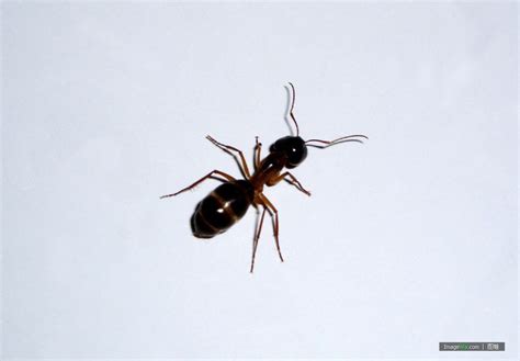 家中蚂蚁多应该怎么办 预防蚂蚁的方法推荐_坏男人网