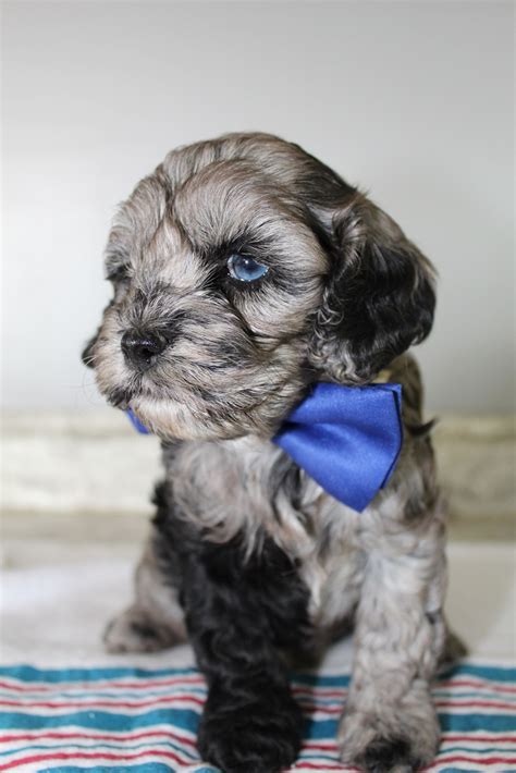 Image result for Teacup Cockapoo
