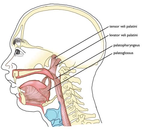 Tensor Veli Palatini Dissection Tensor Veli Palatini Muscle #Anatomy