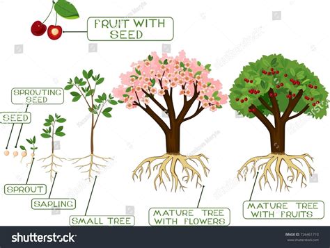Tree Life Cycle 的图像结果