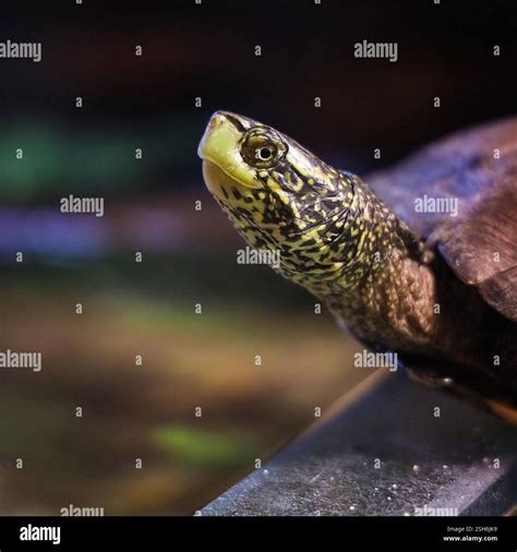 Turtle Python Facing 的图像结果