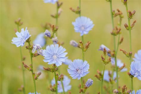 Chicory Root Fiber (Inulin) | Gillco Ingredients