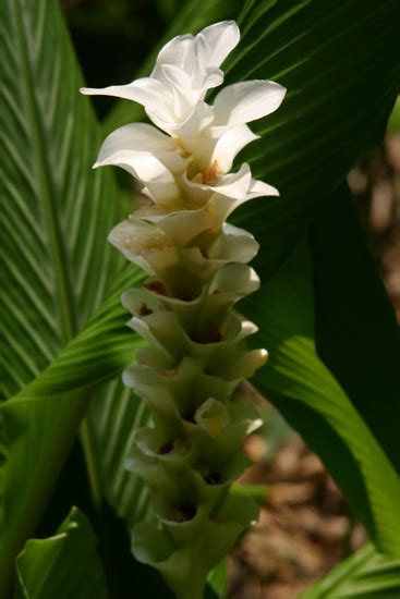Curcuma - JungleKey.in Image