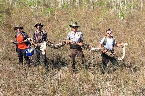 Image result for 40-Foot Python
