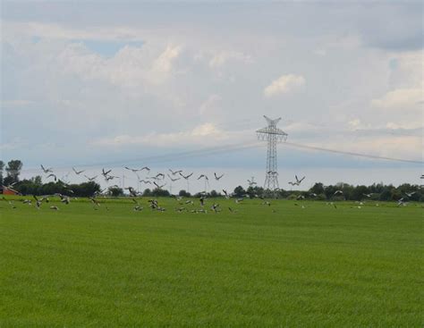 Gänse-Schäden in Ostfriesland: Landwirte warten weiter auf ihr Geld ...