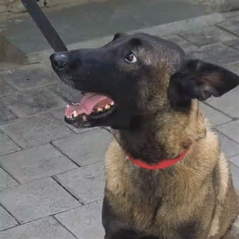 Surat Bomb Threats; Lone Dog Guards City | Security Lacks