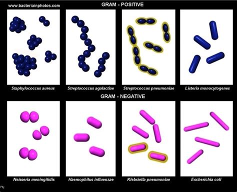Image result for Types of Bacteria Classification