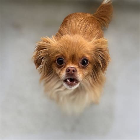 Critter Cavalry Rescue (CCR) (@crittercavalry) • Instagram photos and ...