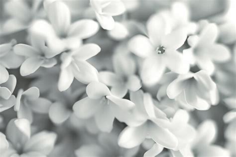 White floral abstract organic | Premium AI-generated image