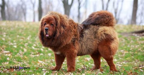Tibetan Mastiff Price In India (January 2024)