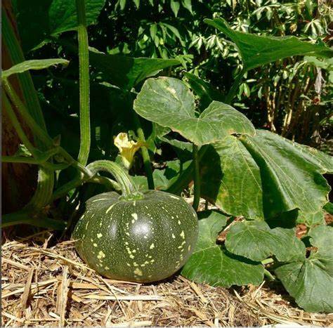 ErTh Japanese Squash | Kabocha Squash Seed Price in India - Buy ErTh ...