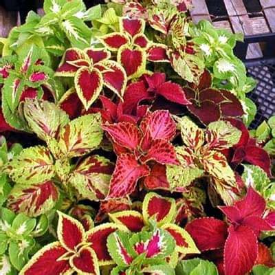 Buy Coleus Rainbow Mixed Color - Foliage Plant Seeds online from ...
