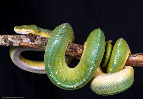 Image result for Green Tree Python Wallpaper