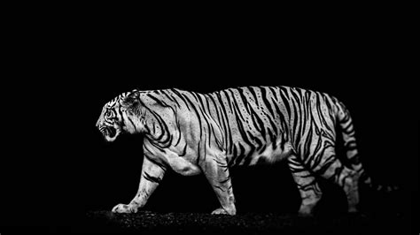 Black And White Tigers Wallpapers - Wallpaper Cave