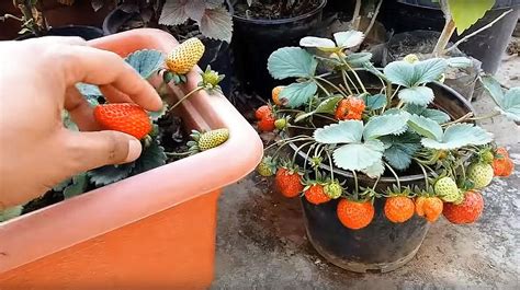 草莓苗种植方法-种植技术-中国花木网