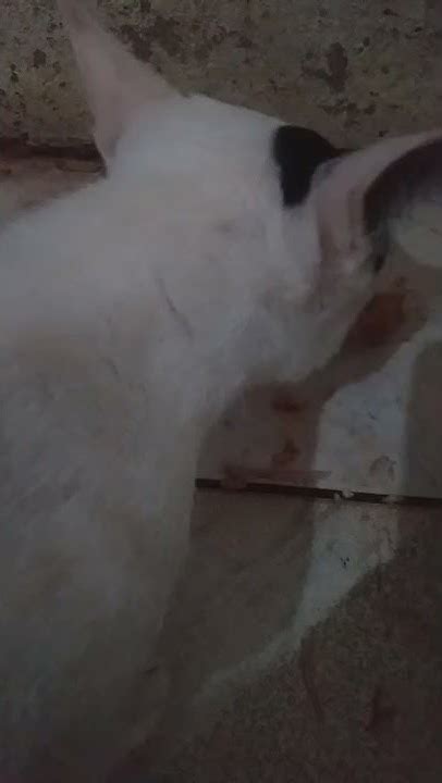 Image result for Gibbering Example