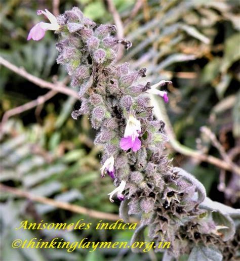 Medicinal Plant Details