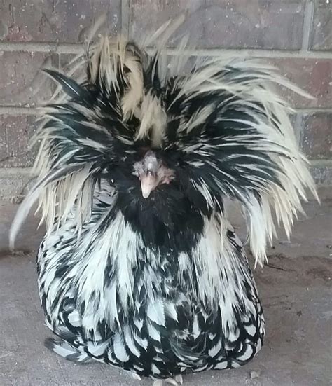 Silver Laced Polish Chicken - Baby Chicks for Sale | Cackle Hatchery