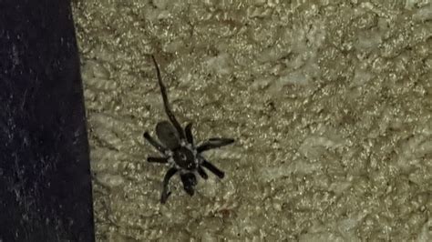 Spiders in North Carolina - Species & Pictures