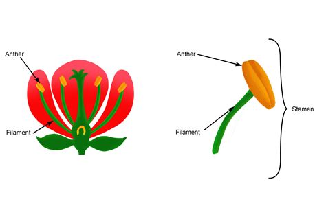 Beginning of detailed process of flower fertilization anther