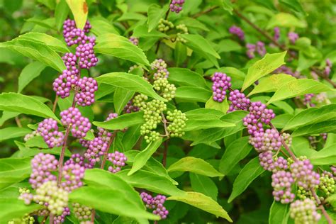 American Beautyberry | Wildtree trees & shrubs - Wildtree