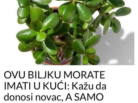 OVU BILJKU MORATE IMATI U KUĆI: Kažu da donosi novac, A SAMO TREBATE ...