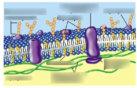 fluid mosaic model Diagram | Quizlet