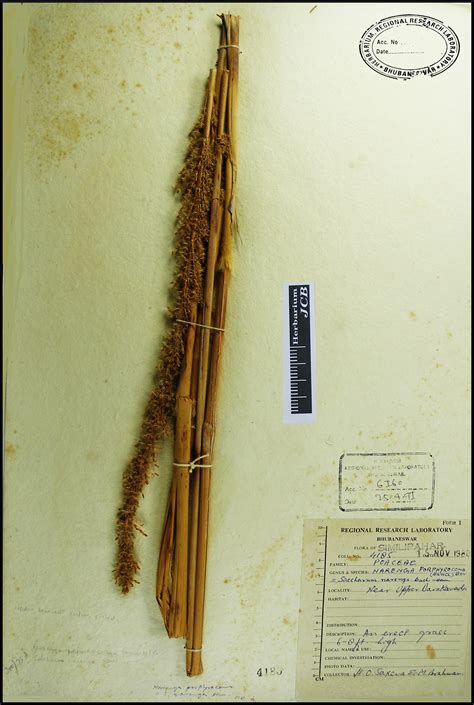 Herbarium JCB