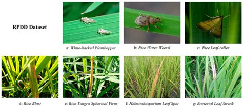 An Improved Multi-Scale Feature Extraction Network for Rice Disease and ...