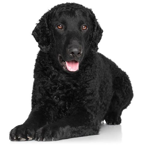 What Is A Curly Coated Retriever at Luis Silva blog
