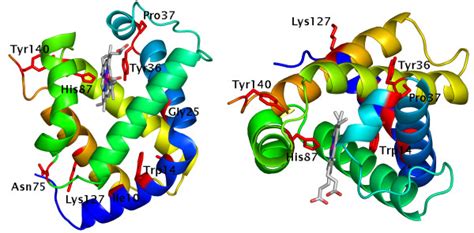 Image result for Haemoglobin PyMOL