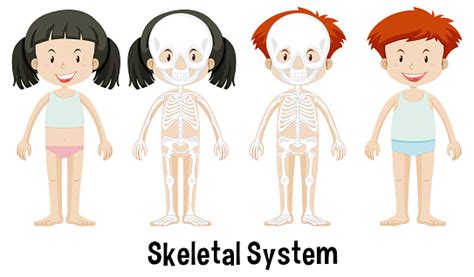 Image result for Structure and Function Children